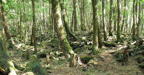 Лес призраков Аокигахара